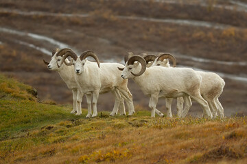 Dall Sheep taken in Denali National Park in Alaska.