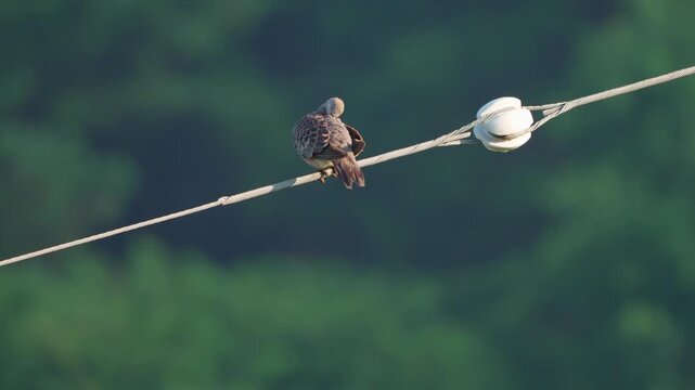 An Oriental Turtle Dove Grooming on a Power Line in the Morning Sun