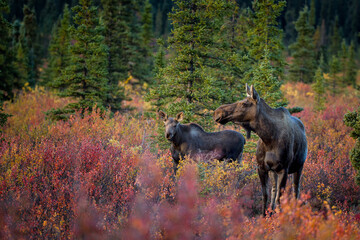 Moose mother and calf taken in northern Alaska © Stan