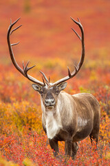 Caribou bull in fall colors in tundra takekn in Denali NP Alaska