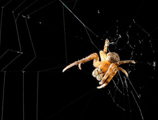 Closeup of a small spider perched on the traces of its web against a black background.
