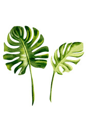 Exotic plant illustration without background 