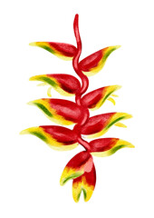 Exotic red plant illustration without background 