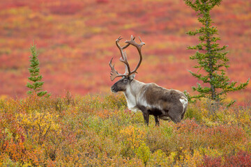 Caribou bull in fall colors in tundra takekn in Denali NP Alaska © Stan