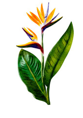 Exotic flower illustration without background 