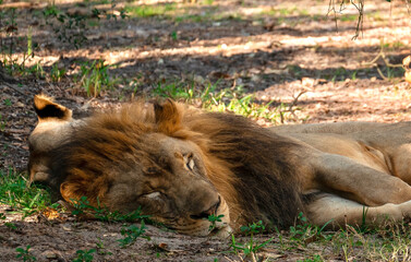 Naklejka premium Lion Resting 