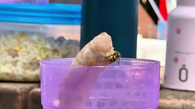 Wasp Eating Meat at Outdoor Picnic
