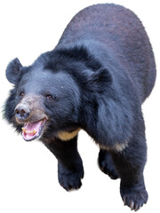 Fototapeta premium A stunning portrait of a wild brown bear with thick fur, isolated on a stark black background
