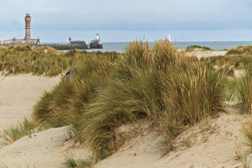 Dunkirk, France, Ammophila arenaria, beachgrass or marram grass, develops from a network of thick...
