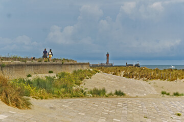 Dunkirk, France, Ammophila arenaria, beachgrass or marram grass, develops from a network of thick...