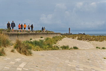 Dunkirk, France, Ammophila arenaria, beachgrass or marram grass, develops from a network of thick...