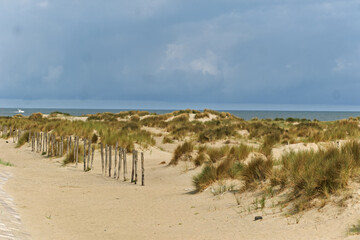 Dunkirk, France, Ammophila arenaria, beachgrass or marram grass, develops from a network of thick...