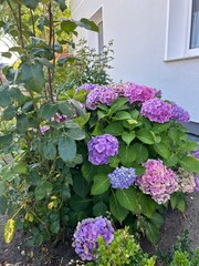 flowers in a garden