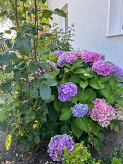 flowers in a garden