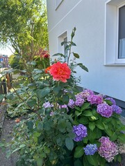 flowers in a garden
