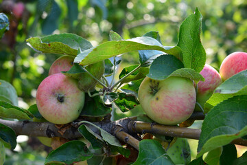 Apples on a Branch in the garden A Close-Up View  