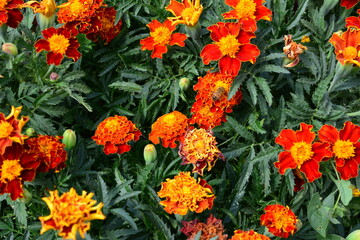 Vibrant Marigold Blossoms in Full Bloom flower background