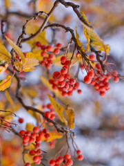 Red berries in Botanical garden in autumn, yellow leaves, sunny weather, blue sky