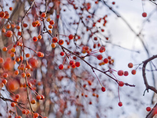 Red berries in Botanical garden in autumn, yellow leaves, sunny weather, blue sky