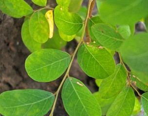 fresh green leaves