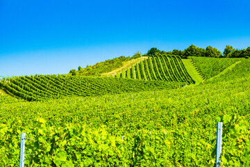 Vineyards in Plesivica wine region in Croatia, drone aerial view