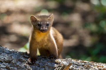 Pine Marten on tree taken in Central Colorado
