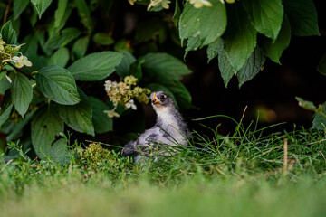 Ein junges Küken steht vor einem grünen Strauch im Garten