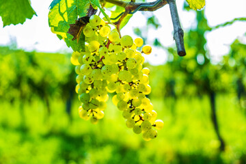 Detail of white grapes in vineyard in Plesivica, Croatia, blurred background