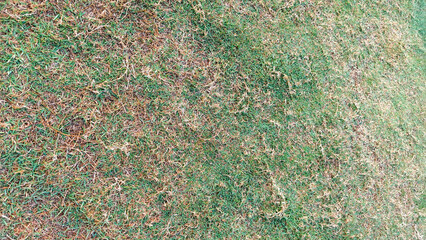 Close-up view of green grass with natural texture and a mix of fresh and dry blades.