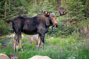 Fototapeta premium Moose in flowers taken in central Colorado.