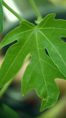 close up of green leaf