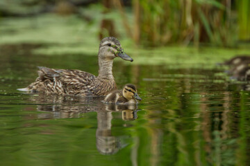 Mallard Duck female with duckling taken in southern MN