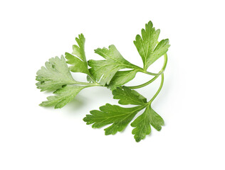 Sprig of fresh parsley isolated on white