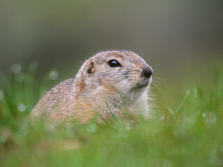 Portrait of prairie dog on grassy lawn. Close-up