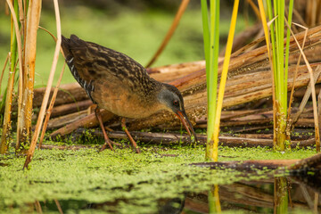 Vergina Rail taken in southern MN