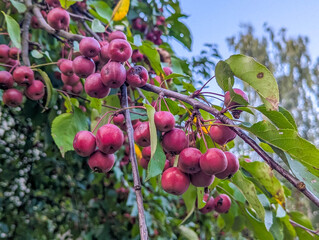 Branch full of dark purple berries with green foliage creating beautiful natural fruit display