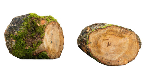 Tree trunk cuts isolated on transparent background. Freshly cut tree partially covered with moss.. 