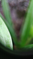 bokeh nature leaf, plant flower