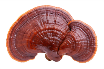 reishi health mushroom isolated on white background, png, ai generated.