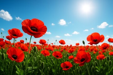 Fototapeta premium Bright red poppy flowers blooming in a lush green field under blue sky with scattered clouds and sunlight on a summer day landscape background. Ai generative