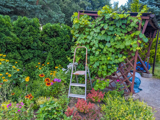 Fototapeta premium Colorful summer garden scene with yellow stepladder among blooming flowers and lush green vegetation
