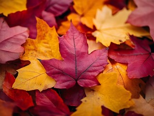 close-up macro photo of colorful fallen autumn leaves, rich red, orange, and yellow tones at natural daylight.