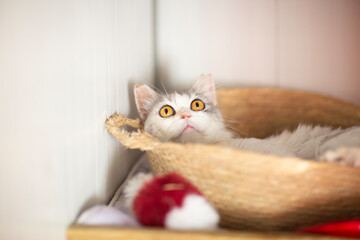 cute close up photo of persian cat with funny expression and big eyes. High quality photo