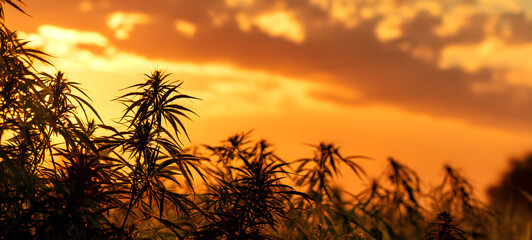 marijuana background at sunset. bush cannabis.