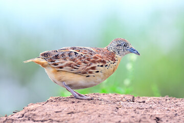small or common buttonquail playing on high hill of dirt expose over fine blue green grass background, natural bird