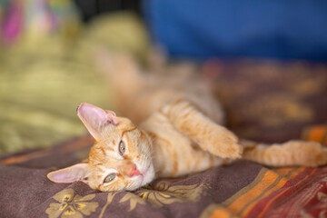red haired cat in shelter close up photo. High quality photo