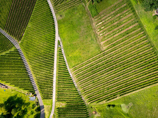 Black Forest vineyard from above