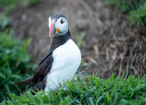 Close-up portrait of an Atlantic puffin (Fratercula arctica) with bright orange beak, standing in green grass during summer breeding season, detailed wildlife photograph