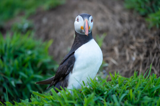 Close-up portrait of an Atlantic puffin (Fratercula arctica) with bright orange beak, standing in green grass during summer breeding season, detailed wildlife photograph