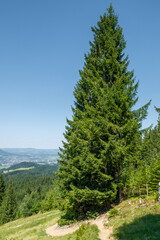 Picea abies Gemeine Fichte an einem Wanderweg zum Sonnenkopf in den Allgäuer Hochalpen